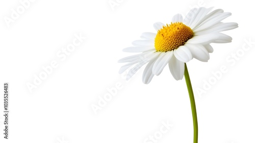 Wallpaper Mural Vibrant White Daisy Flower Close-up Sunlit Natural Beauty Torontodigital.ca