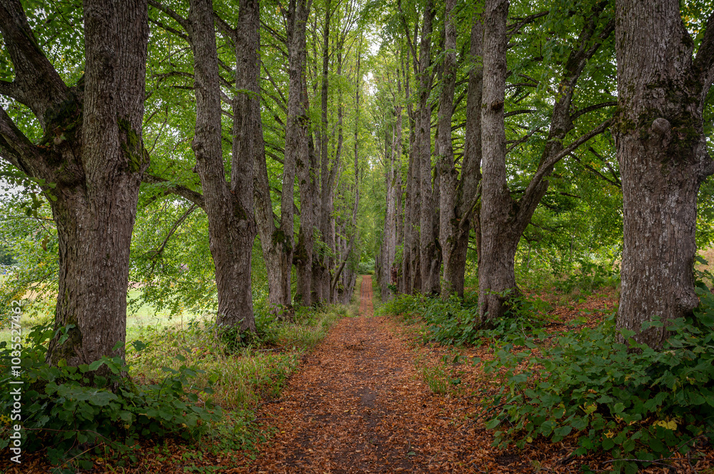 Tranquil tree-lined pathway through lush greenery during autumn in a serene forest Tranquil tree-lined pathway through lush greenery during autumn in a serene forest