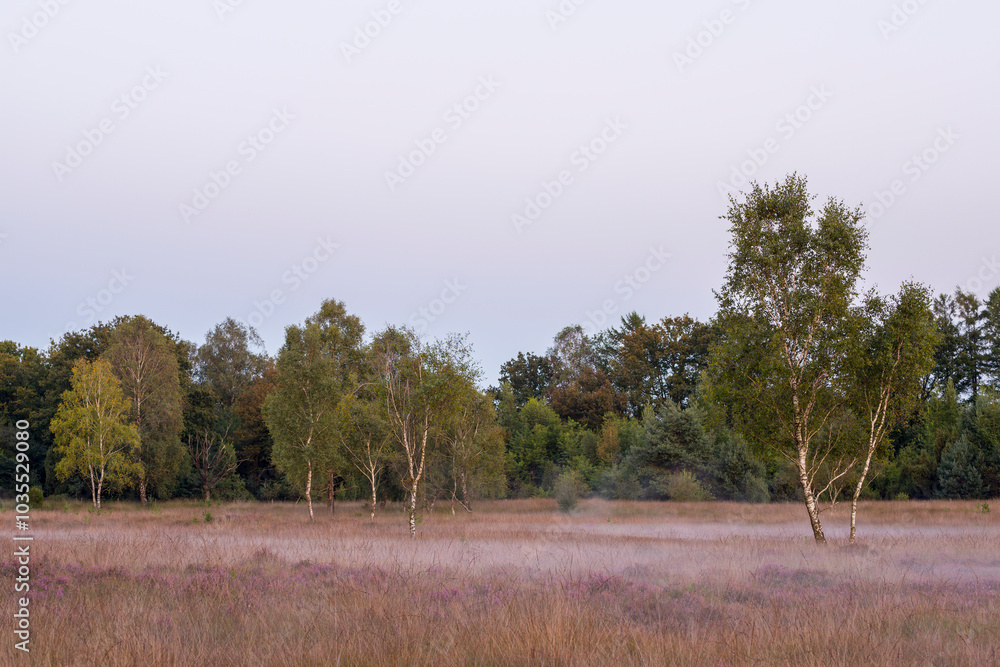 View of low mist over a tranquil heather field with trees, Buurserzand, Netherlands.