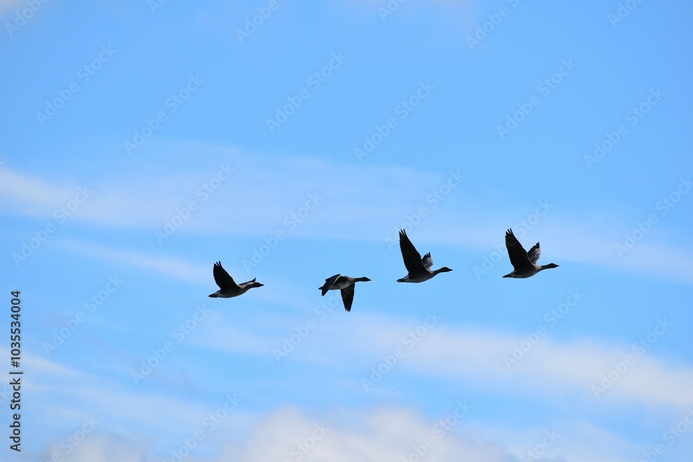 geese fly in a flock during the daytime geese fly in a flock during the daytime