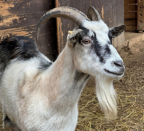 Young goat in the barn of a farm