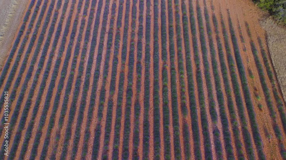 Lavender fields in bloom before being harvested. Aerial view from a drone at sunset. Cilleruelo de Arriba. Arlanza region. Burgos province. Autonomous community of Castilla y Leon. Spain. Europe Lavender fields in bloom before being harvested. Aerial view from a drone at sunset. Cilleruelo de Arriba. Arlanza region. Burgos province. Autonomous community of Castilla y Leon. Spain. Europe