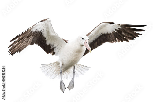 Beautiful Albatross Isolated on a transparent Background Perfect for Educational Materials and Wildlife Conservation Efforts photo