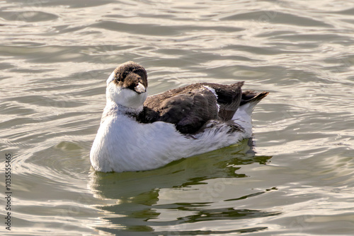 Guillemot (Uria aalge), commonly found along coastal cliffs and islands in the North Atlantic and Pacific photo