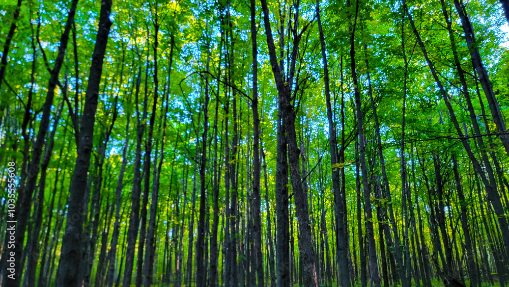 Green foliage in peak summer season, walk in the forest in Canada