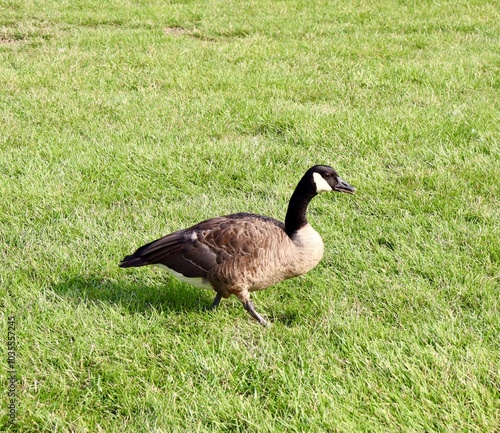 A close view of the goose in the green grass.