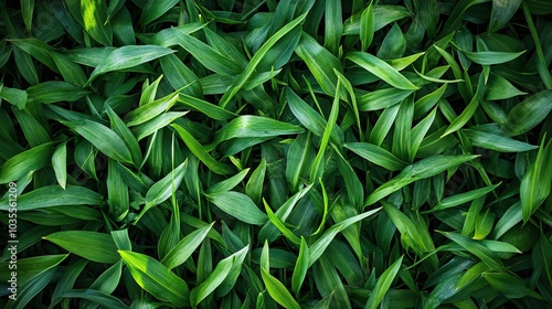 Green Grass Blades