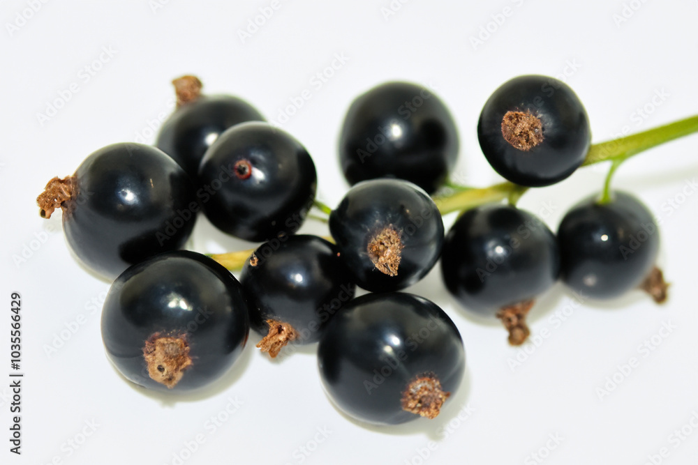 White and currants with berries on white. berry food fruit concept. a brush of currant on a white. a brush of currants on a lifestyle white. White and currants with berries on white. berry food fruit concept. a brush of currant on a white. a brush of currants on a lifestyle white.