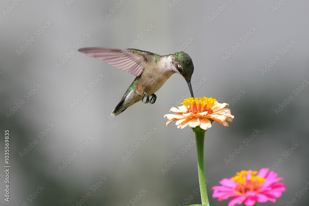 Fototapeta premium Close-up of a hummingbird feeding on a vibrant flower