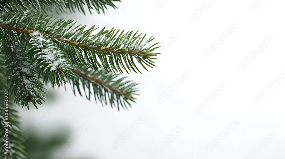 Snow-Covered Pine Branch with White Background Snow-Covered Pine Branch with White Background