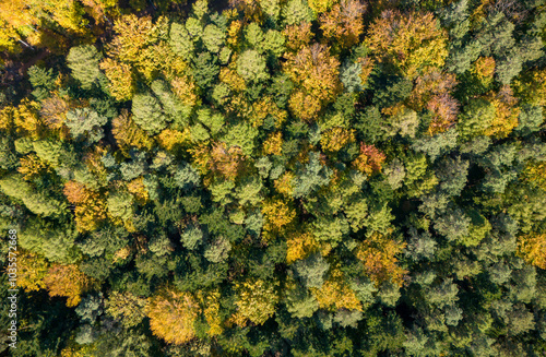 Aerial view of a lush forest showcasing vibrant autumn foliage with a mixture of green and colorful leaves. Nature's beauty captured from above.