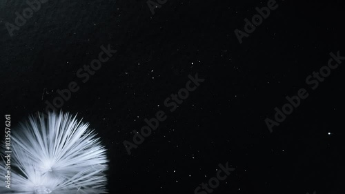 Beautiful freezing ice crystal flowers on window with black background, macro