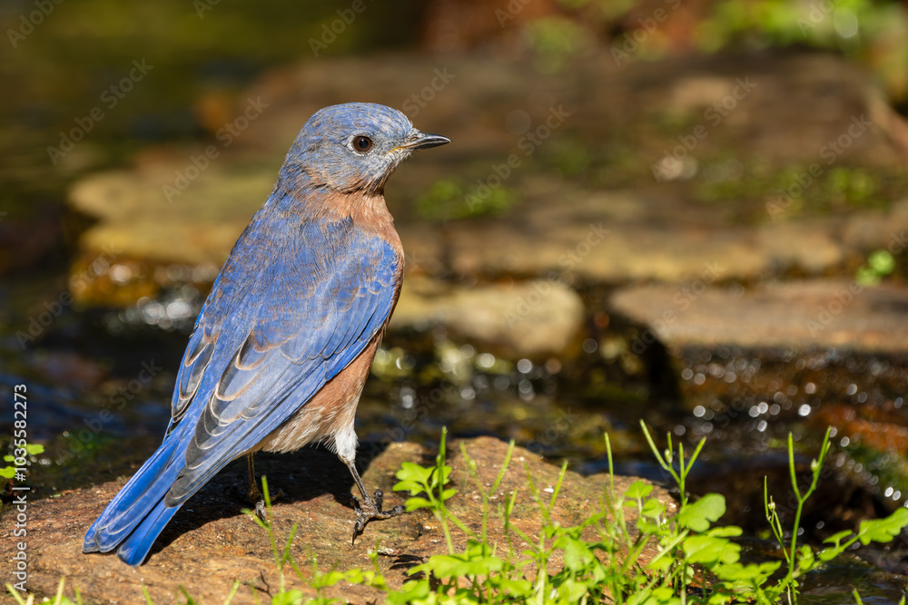 Bluebird perched on a rock Bluebird perched on a rock