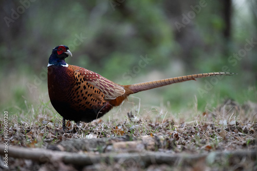 pheasant in the wild