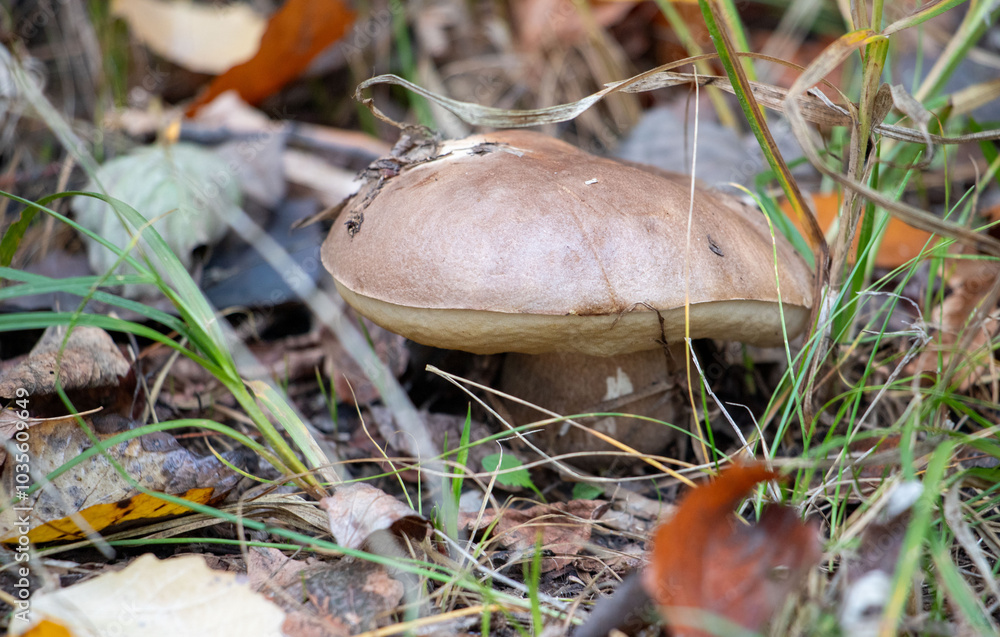 A mushroom is sitting on the ground in a field A mushroom is sitting on the ground in a field