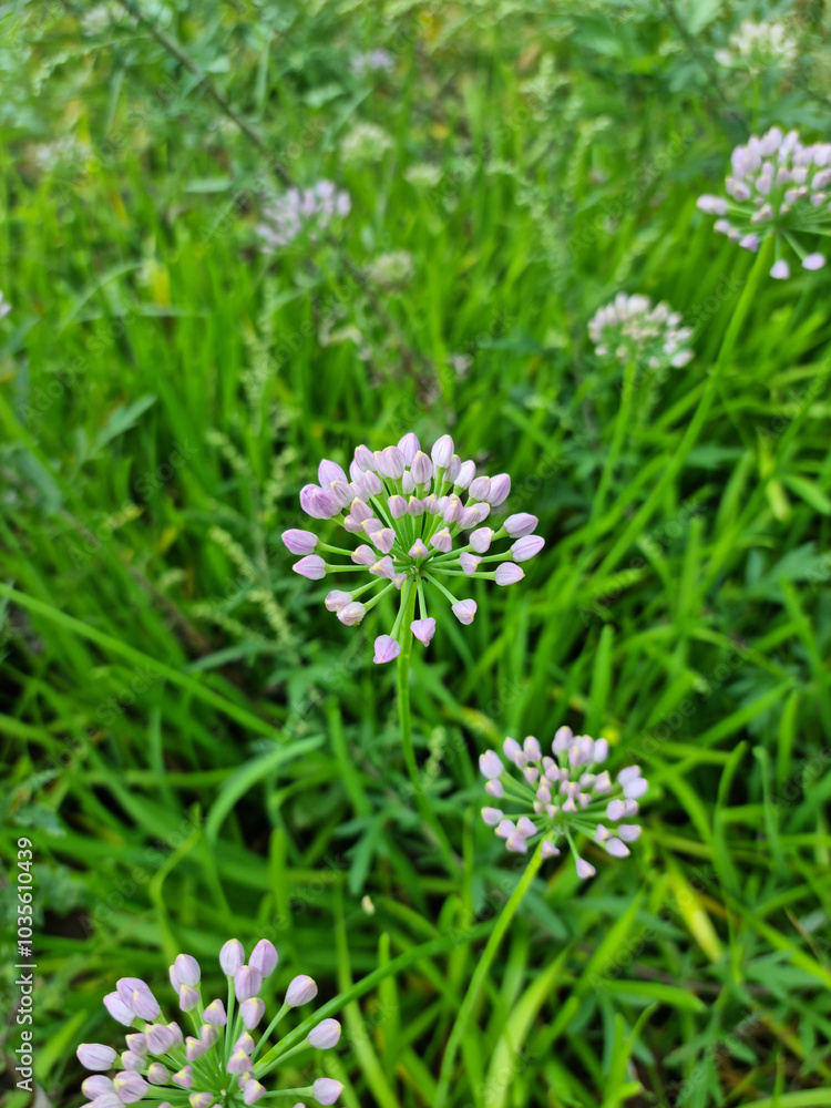 top view Chives with Flowers. top view Chives with Flowers.