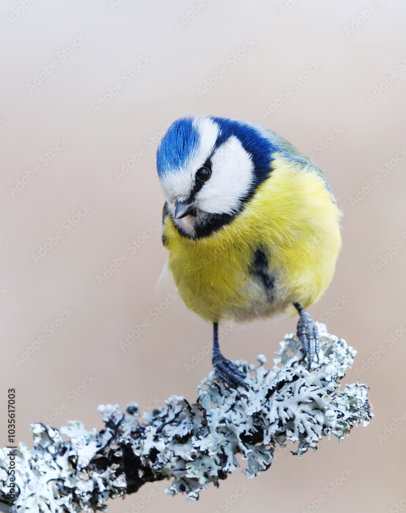 Obraz premium Eurasian blue tit (Cyanistes caeruleus) sitting on a branch in the garden in spring. 