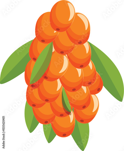 Branch of sea buckthorn with ripe orange berries growing on it, close up on white background
