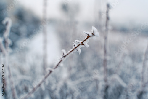 Wallpaper Mural Branches of trees covered with frosty snow in blue sky weather, close up Torontodigital.ca