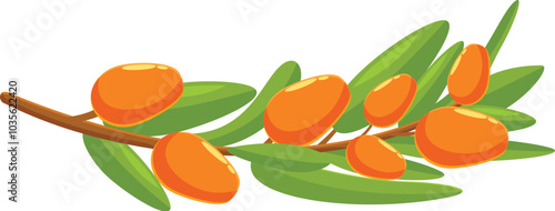 Branch of sea buckthorn with ripe orange berries is shown with green leaves