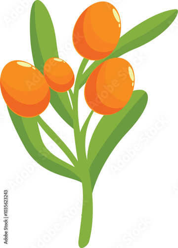 Hand drawn illustration of a branch of sea buckthorn showing ripe orange berries