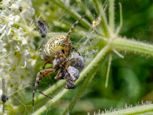 Foto Aculepeira ceropegia, the oak spider with prey in the web