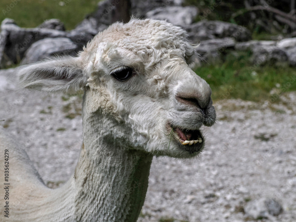 Obraz premium white cute alpaca portrait on green grass background, dolomites mountain while looking at you