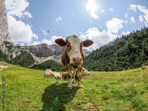 cow portrait close up looking at you in dolomites mountains