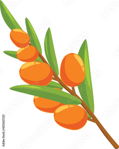 Branch of sea buckthorn showing ripe orange berries is isolated on a white background