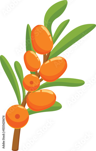 Branch of sea buckthorn with ripe orange berries is shown with green leaves on a white background