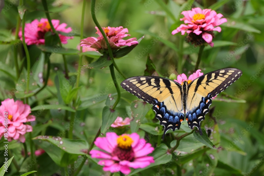 Close-up of a butterfly perched on vibrant flowers in a garden Close-up of a butterfly perched on vibrant flowers in a garden