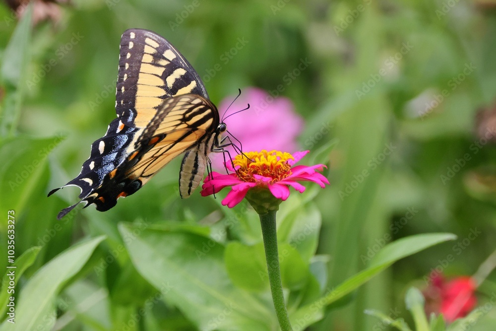 Vibrant butterfly hovering over bright flowers in a garden Vibrant butterfly hovering over bright flowers in a garden