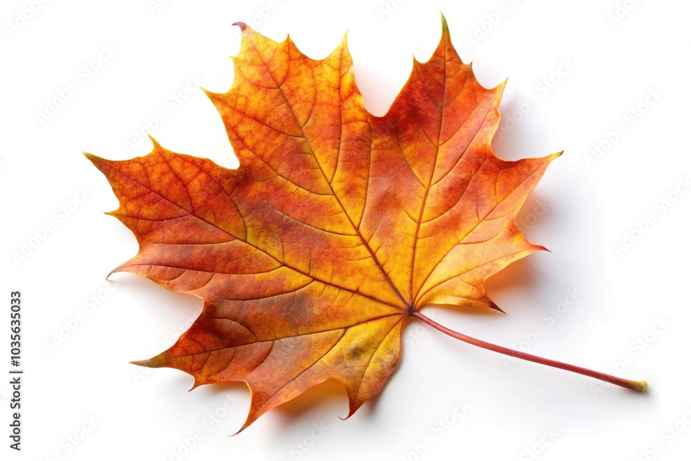 Obraz premium Autumn maple leaf isolated on white background with a tilted angle