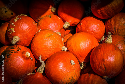 Kürbis, Knirps, Oranger Knirps, Hokkaidokürbis, Cucurbita Maxima, Speisekürbis, Potimarron, Kürbisernte, Kürbisrezepte, Herbstmarkt, Herbstfest, Herbst, Schweiz photo