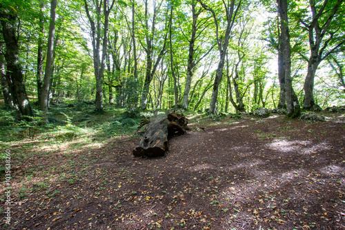 Wallpaper Mural Bosco di Sant'antonio, Abruzzo Torontodigital.ca