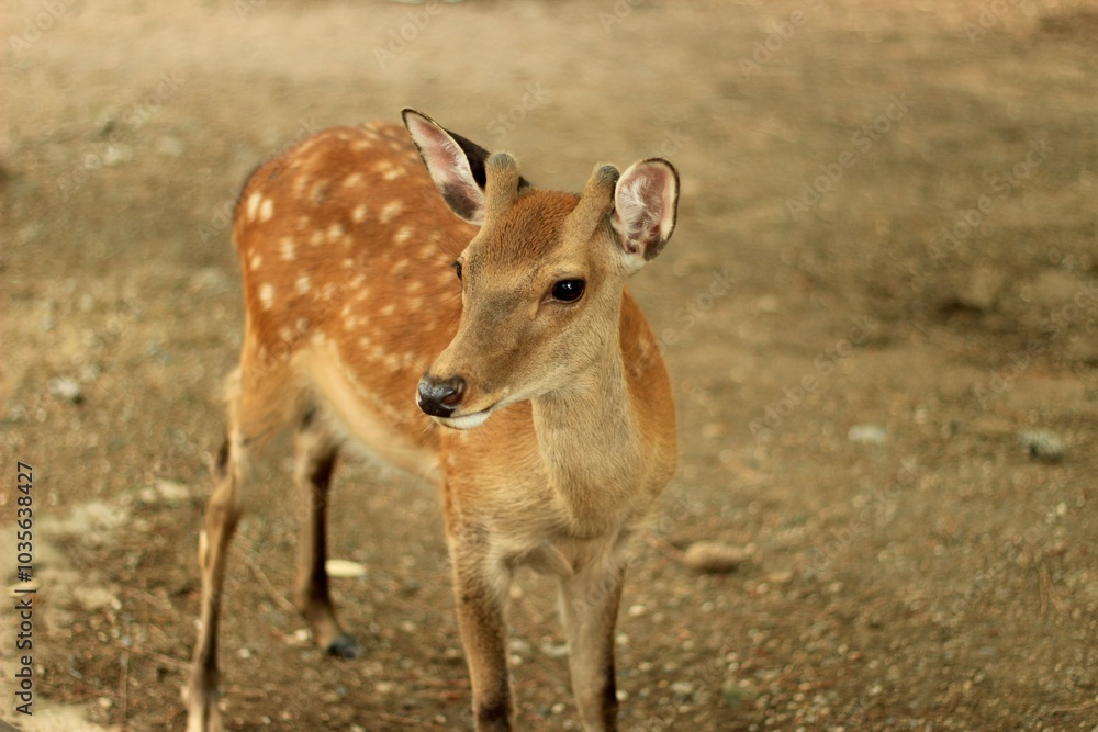 Close-Up of Young Deer in Natural Habitat in Nara Park, Japan Close-Up of Young Deer in Natural Habitat in Nara Park, Japan