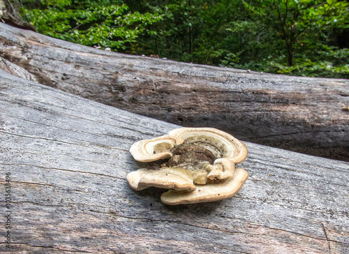 Wallpaper Mural Bosco di Sant'antonio, Abruzzo Torontodigital.ca