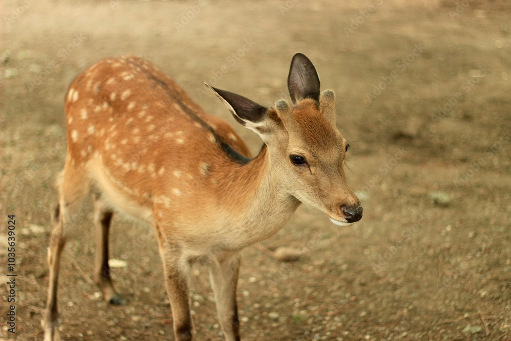 Close-Up of Young Deer in Natural Habitat in Nara Park, Japan Close-Up of Young Deer in Natural Habitat in Nara Park, Japan