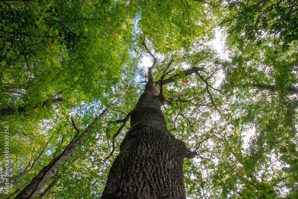 custom made wallpaper toronto digitalBosco di Sant'antonio, Abruzzo