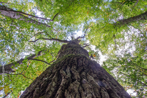 Wallpaper Mural Bosco di Sant'antonio, Abruzzo Torontodigital.ca