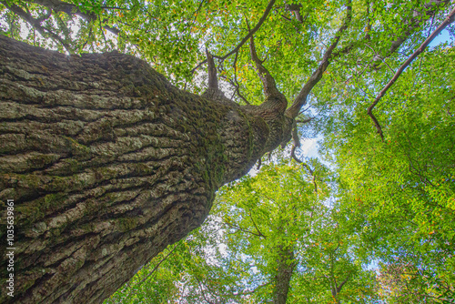 Wallpaper Mural Bosco di Sant'antonio, Abruzzo Torontodigital.ca