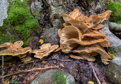 Wallpaper Mural Bosco di Sant'antonio, Abruzzo Torontodigital.ca