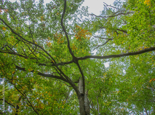 Wallpaper Mural Bosco di Sant'antonio, Abruzzo Torontodigital.ca