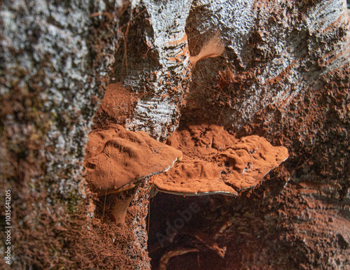 Wallpaper Mural Bosco di Sant'antonio, Abruzzo Torontodigital.ca