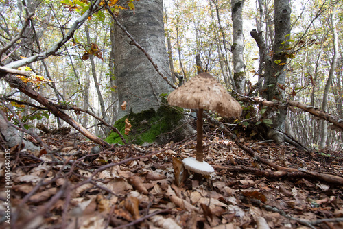 Wallpaper Mural Bosco di Sant'antonio, Abruzzo
 Torontodigital.ca