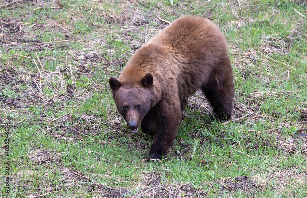 Black Bear in Springtime in Yellowstone National Park Wyoming