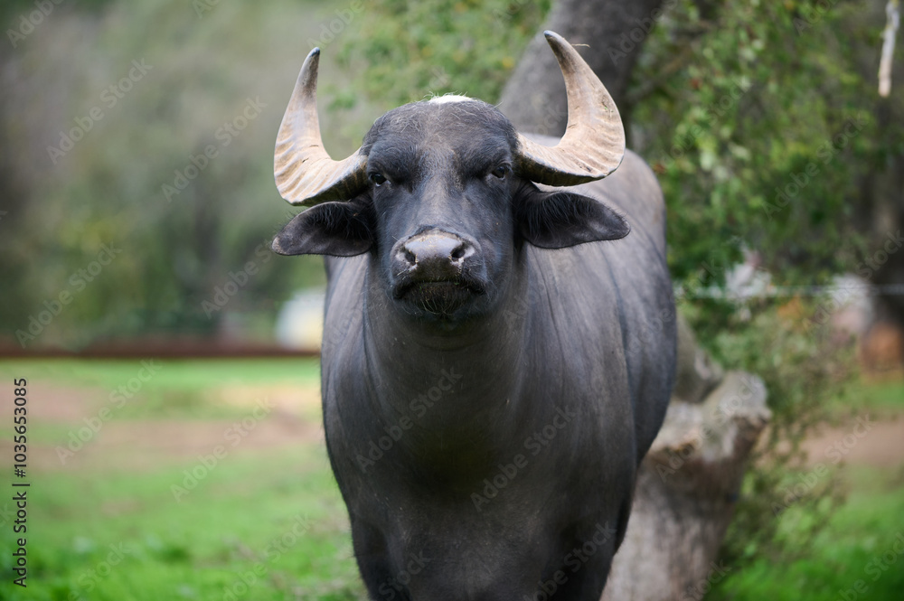 A large water buffalo on a grassy farm under the trees in the afternoon sunlight A large water buffalo on a grassy farm under the trees in the afternoon sunlight
