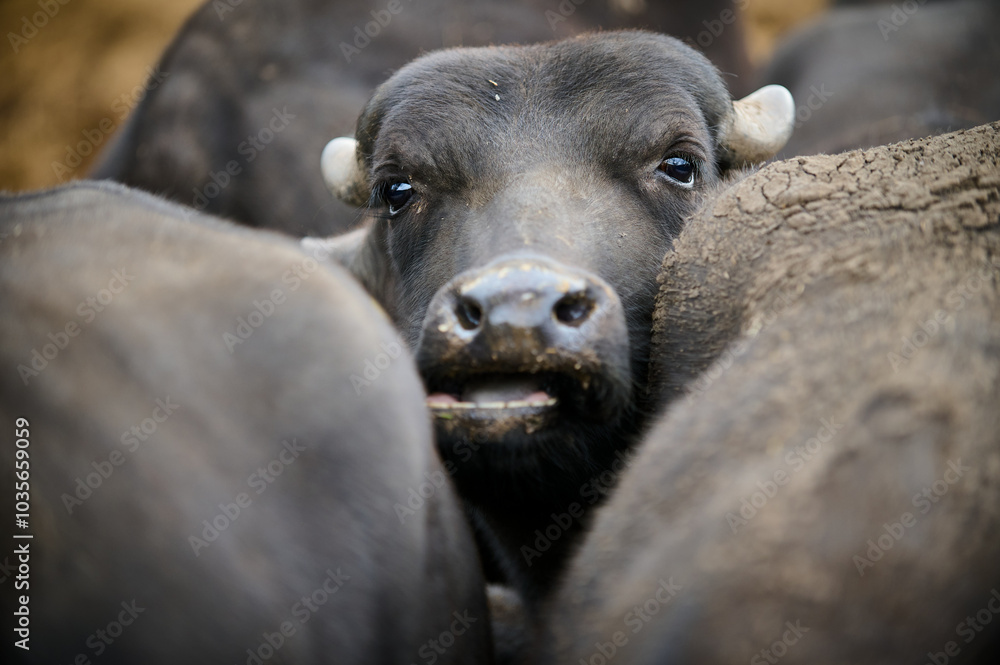 Close-up of a young water buffalo's face peeking through a group of others, with curious eyes and a muddy nose, highlighting its gentle expression in a natural setting Close-up of a young water buffalo's face peeking through a group of others, with curious eyes and a muddy nose, highlighting its gentle expression in a natural setting
