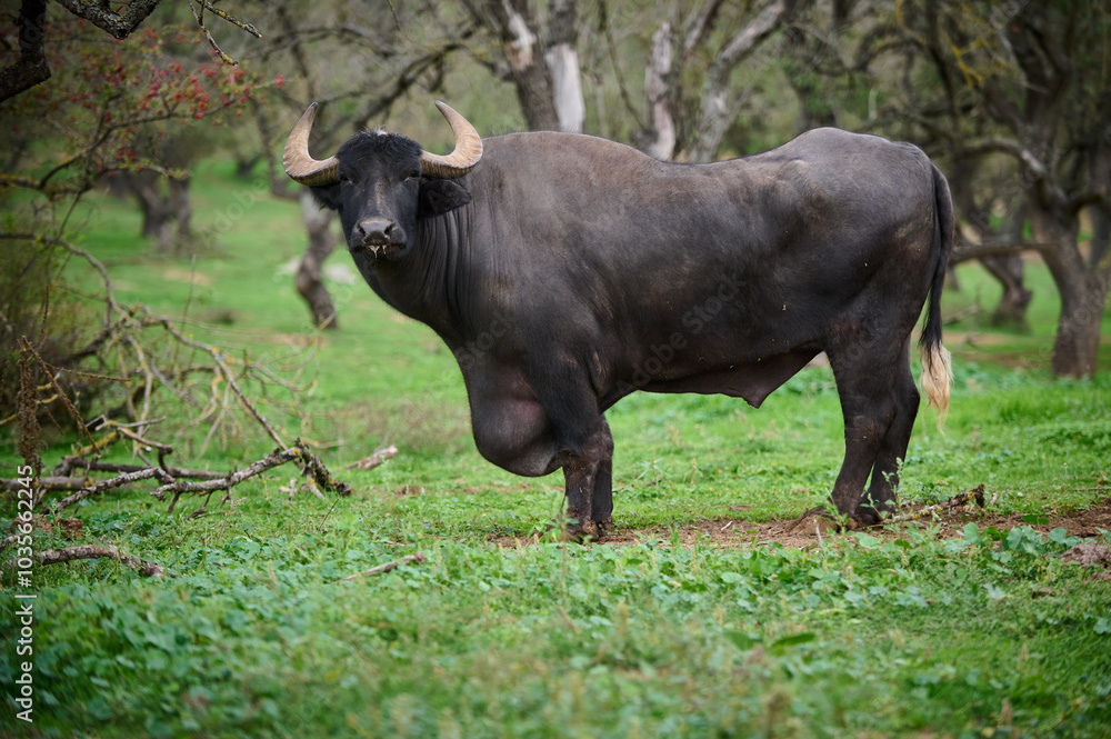 A large water buffalo on a grassy farm under the trees in the afternoon sunlight A large water buffalo on a grassy farm under the trees in the afternoon sunlight