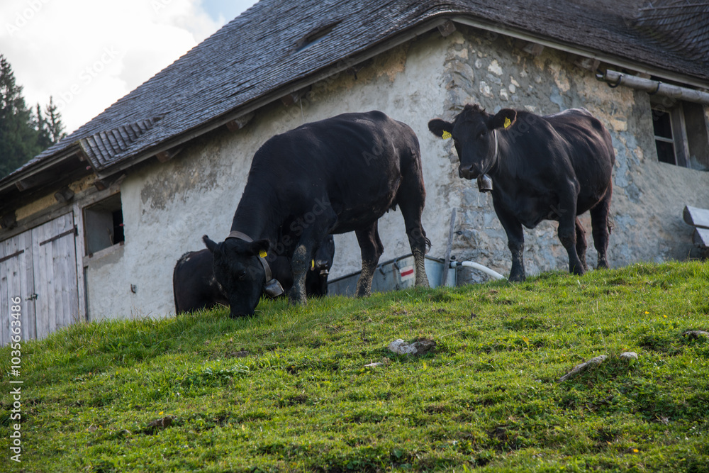 Vaches qui s'épanouissent dans les pâturages Vaches qui s'épanouissent dans les pâturages